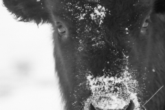 Bison