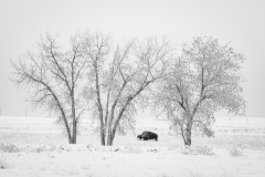 Bison and trees