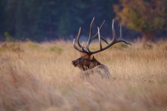 Bull elk laying in the grass at runrise
