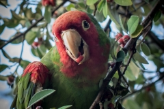 The Parrots of Telegraph Hill
