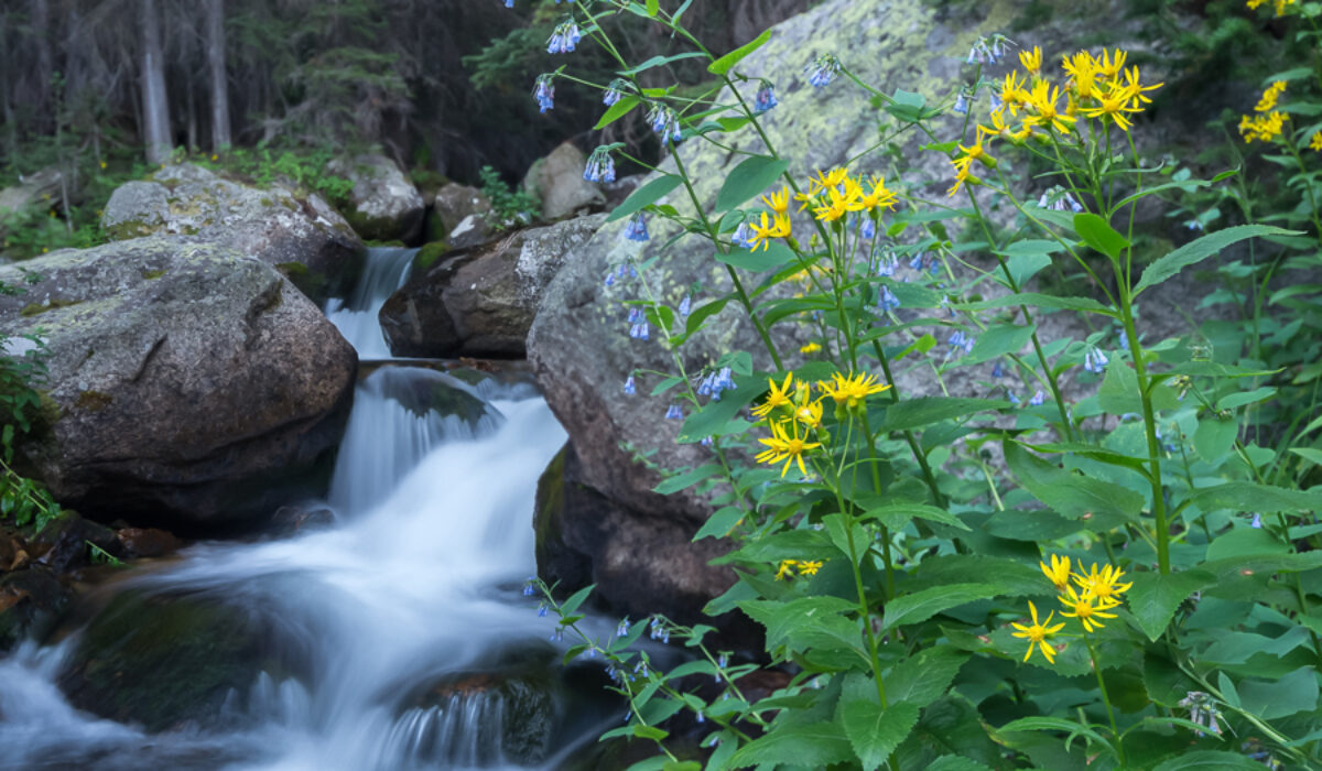 Behind the shot: Mills Lake flowers