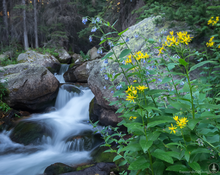 Behind the shot: Mills Lake flowers