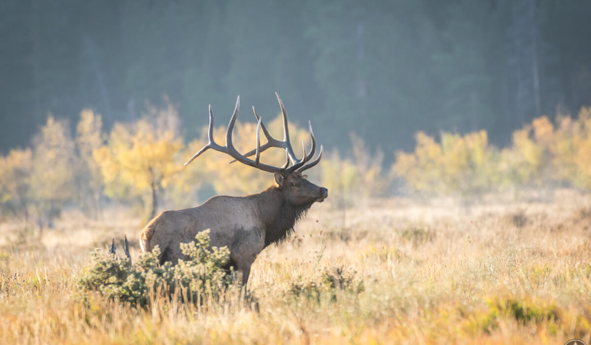 Fall Colors in the Colorado Rockies – RMNP