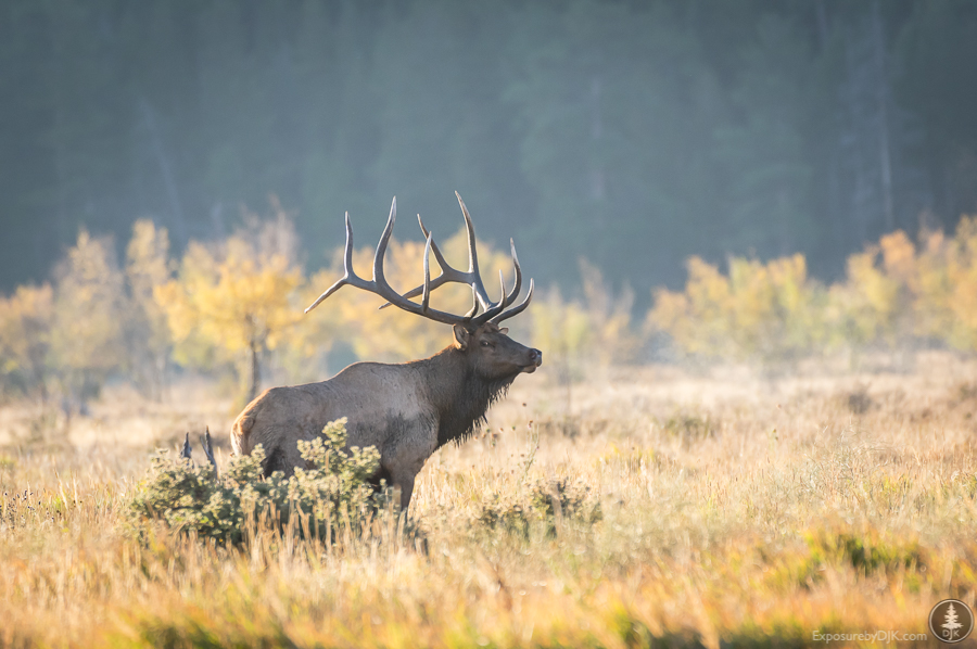 Fall Colors in the Colorado Rockies – RMNP