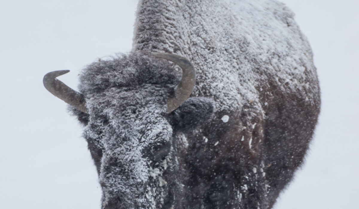 Genesee Park Bison Herd in Snow