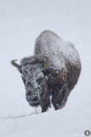 Genesee Park Bison Herd in Snow