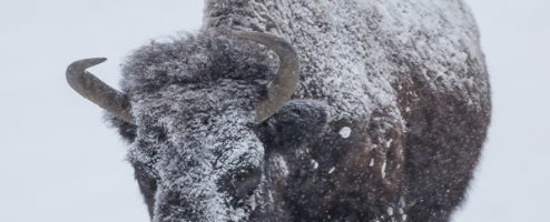 Genesee Park Bison Herd in Snow