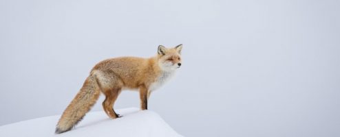 Upcoming Wildlife Photography Course