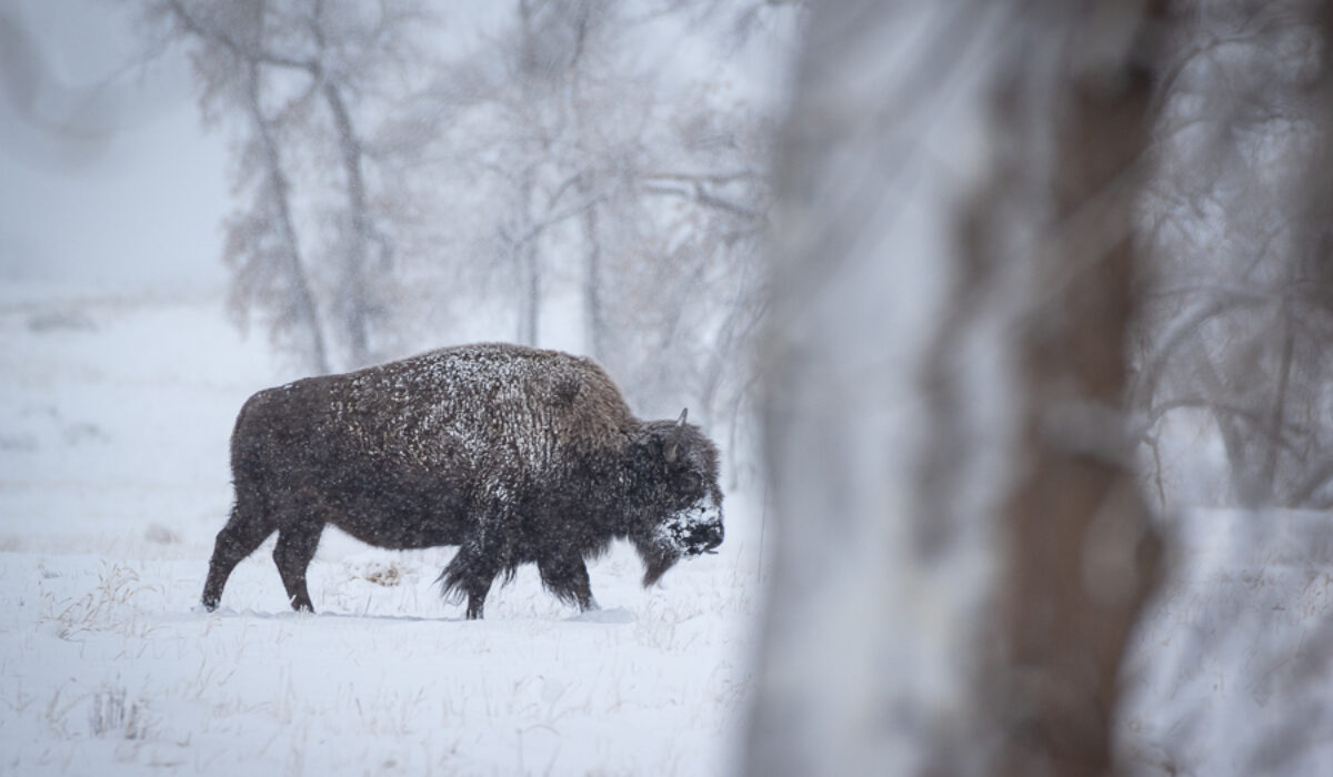 Bison in the Snow