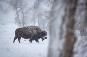 Bison in the Snow