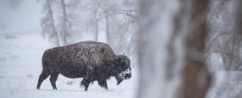 Bison in the Snow