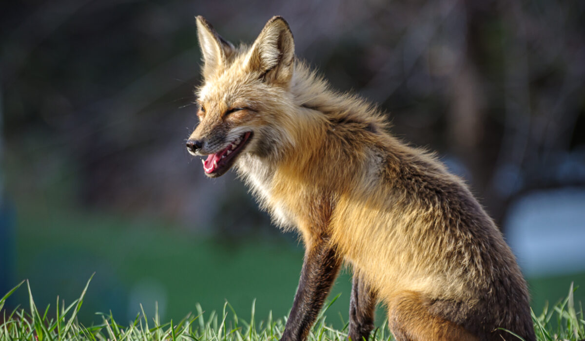 Fox Pups