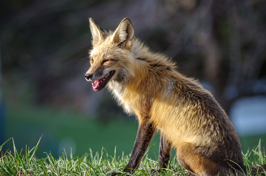 Fox Pups