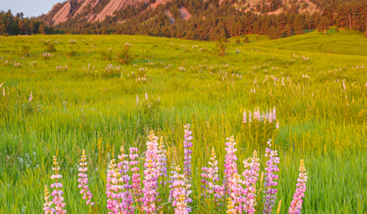 Wildflower Season