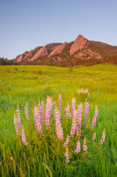 Wildflower Season