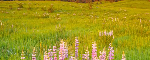 Wildflower Season