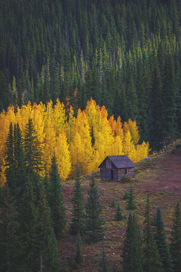 An old cabin in the mountains with yellow aspens.
