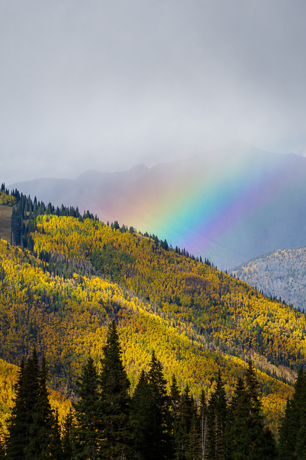 A rainbow above the yellow aspen trees.
