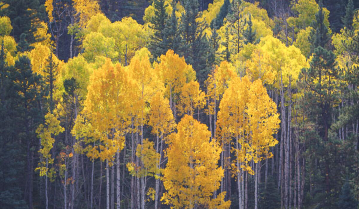 Fall in Northern New Mexico