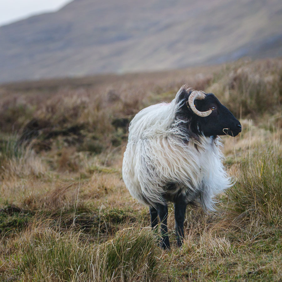 Connemara