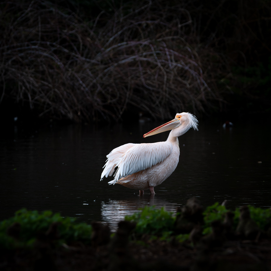 St James’s Park London