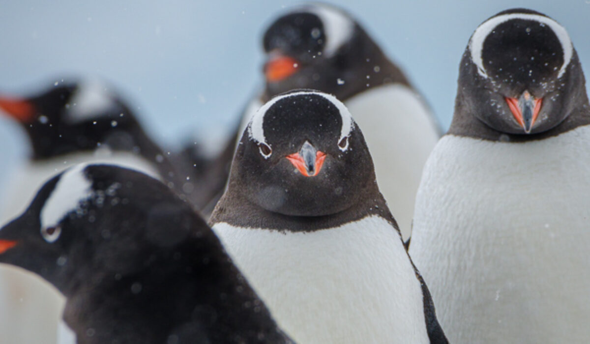 Antarctica Wildlife