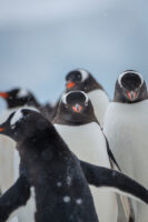 Antarctica Wildlife