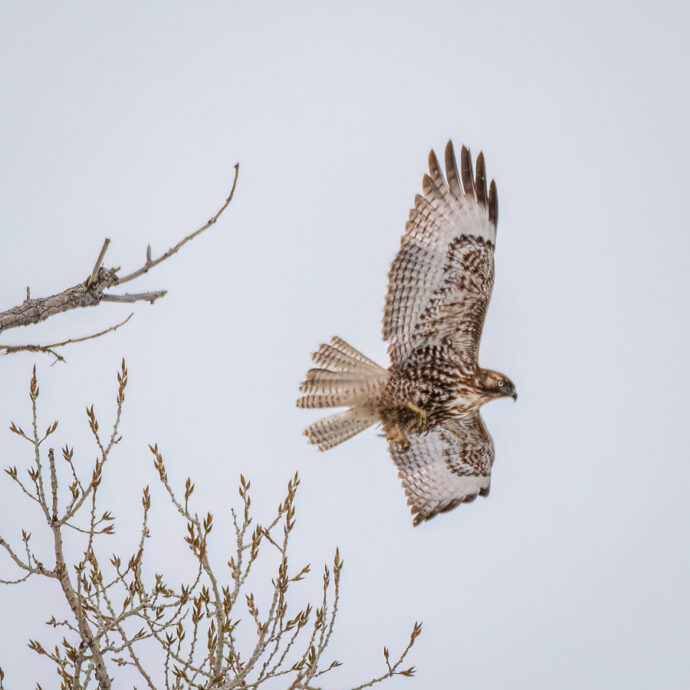 A hawk taking flight.