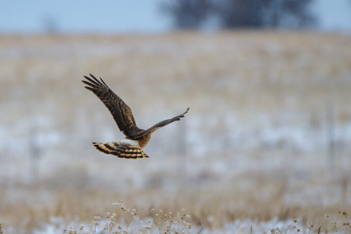 A hawk swoops in over the ground.