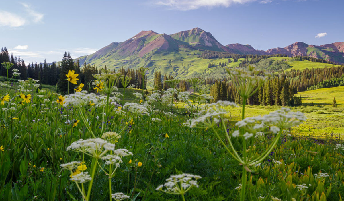 Summer Wildflowers