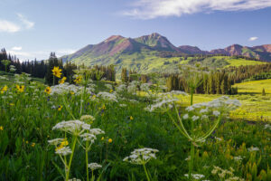 Summer Wildflowers