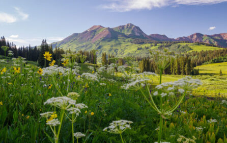 Summer Wildflowers