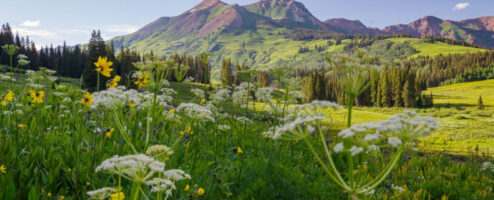 Summer Wildflowers