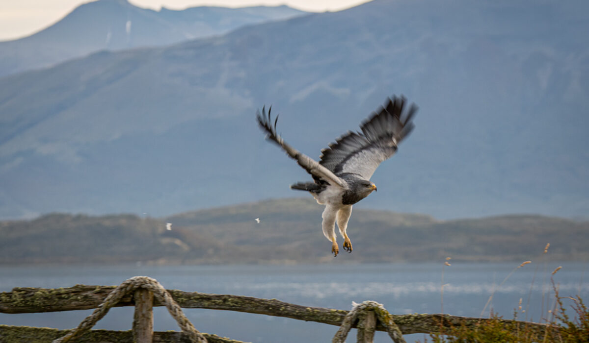Patagonia Part 2: The Wildlife