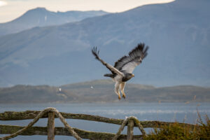 Patagonia Part 2: The Wildlife
