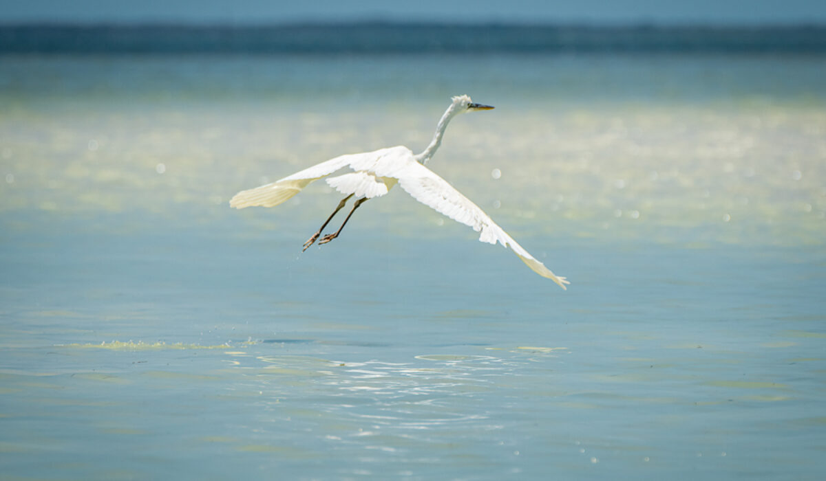 Isla Holbox
