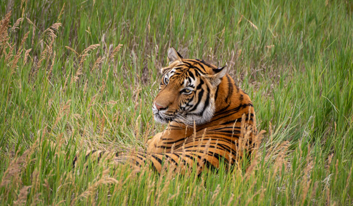 Lions, Tigers, and Bears(Wild Animal Sanctuary)