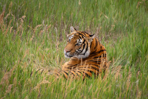 Lions, Tigers, and Bears(Wild Animal Sanctuary)